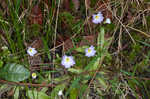 Southern butterwort